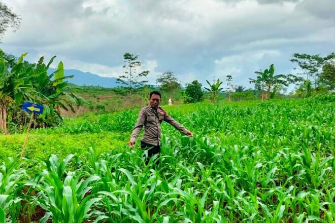 Dukung Hanpangan, Polres Ciamis Ikut Pantau Pertanian Jagung Poktan Cipta Mukti
