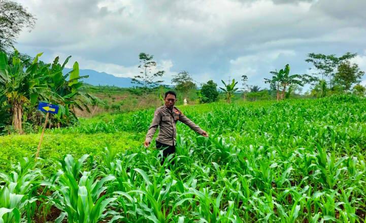 Dukung Hanpangan, Polres Ciamis Ikut Pantau Pertanian Jagung Poktan Cipta Mukti
