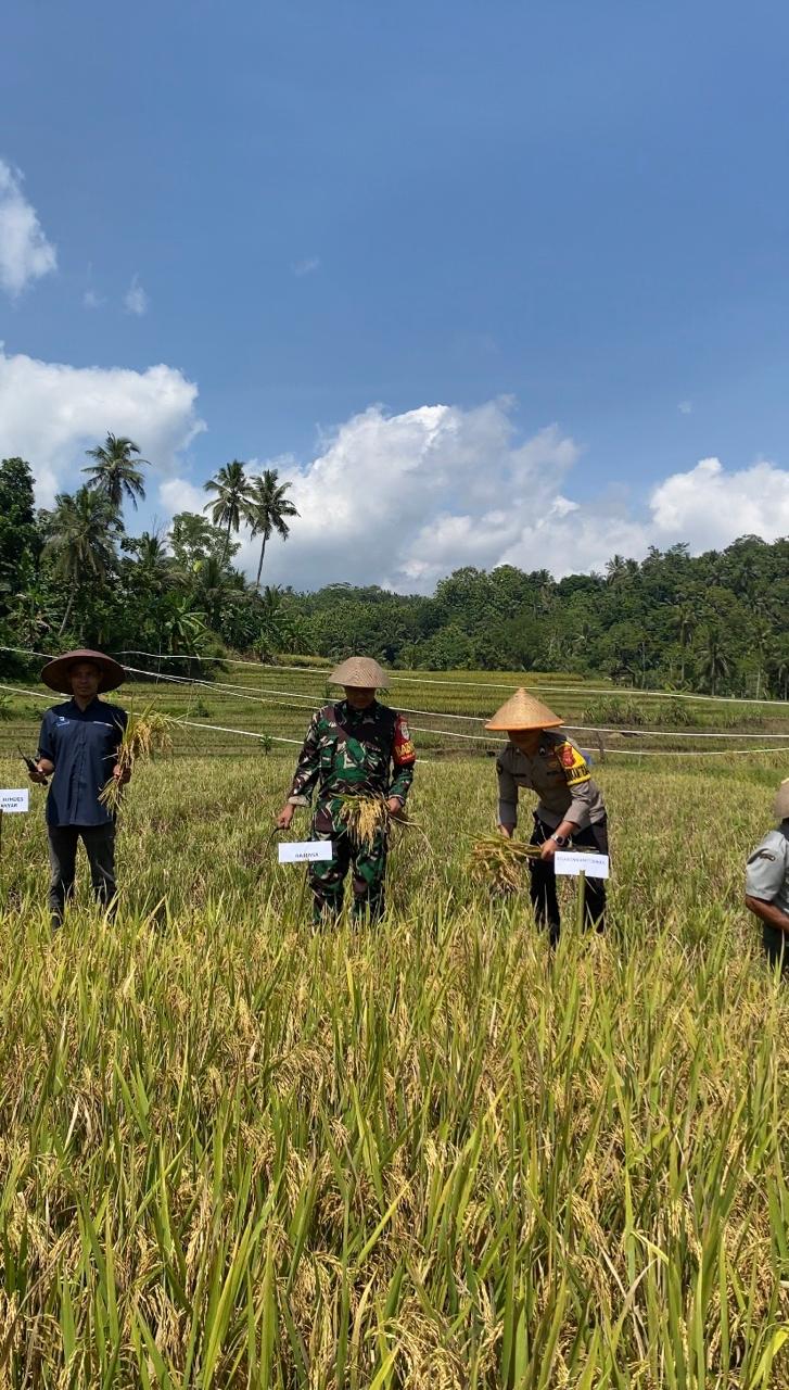 Hanpangan, Polsek Banjarsari Polres Ciamis Ikut Panen Padi Bareng Petani di Desa Banjaranyar