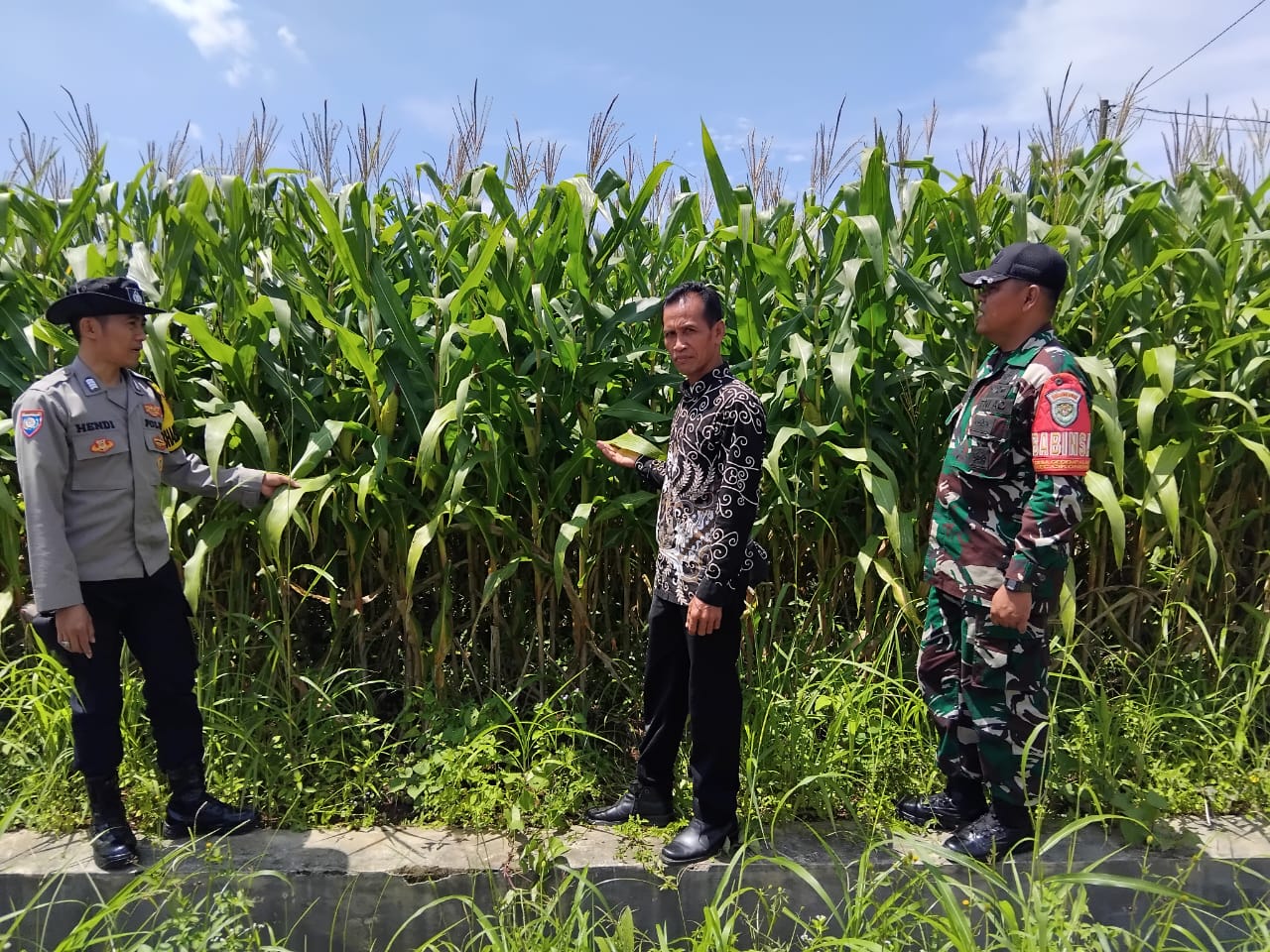 Ketahanan Pangan, Polsek Cikoneng Polres Ciamis Pantau Pertanian Jagung Poktan Sriwaringin 1