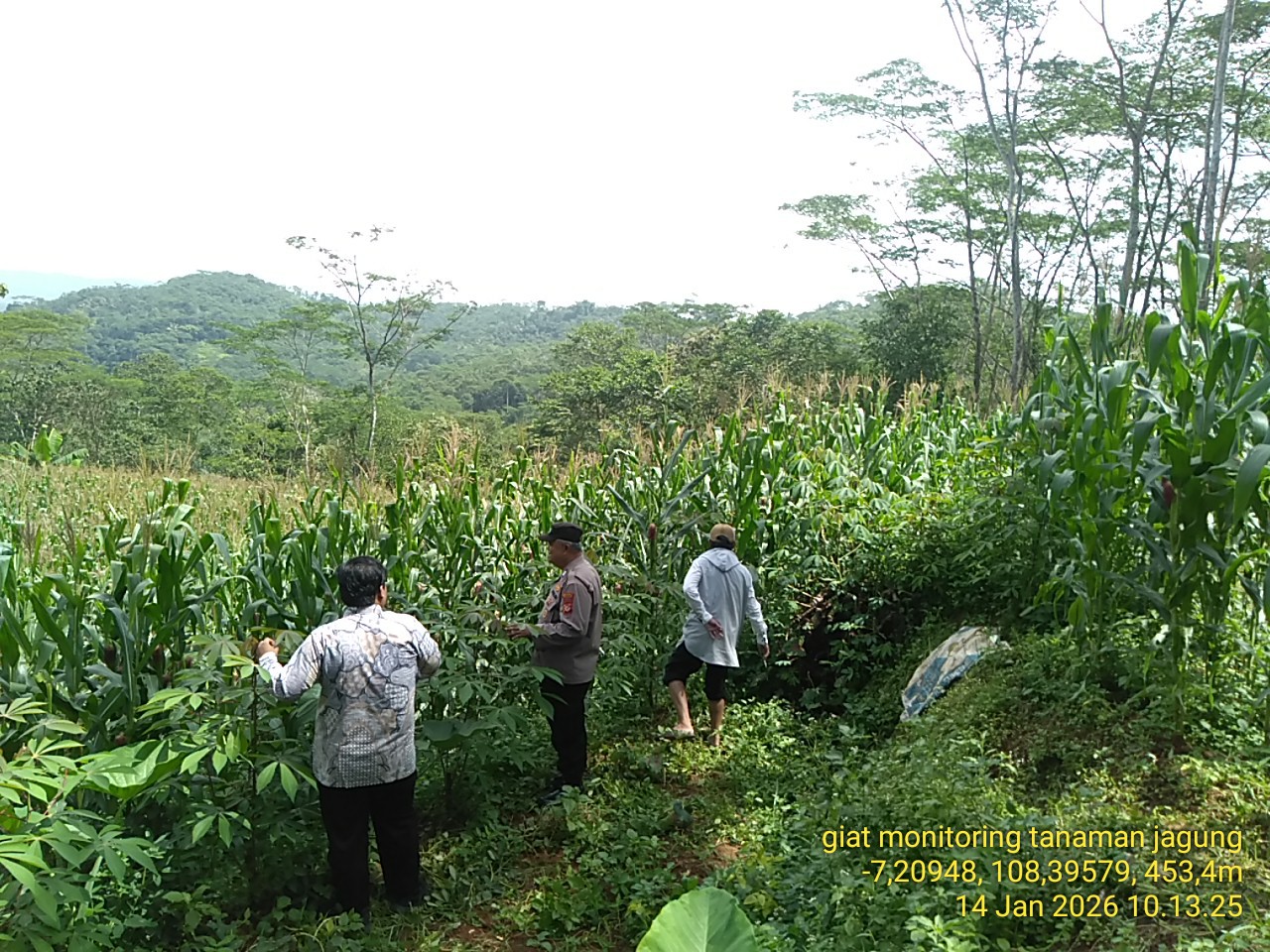 Dukung Hanpangan, Polres Ciamis Ikut Pantau Pertanian Jagung Poktan Guna Purnama 1