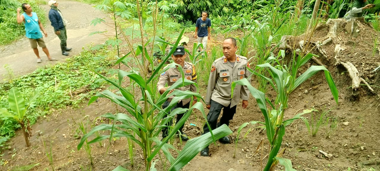 Dukung Hanpangan, Polsek Banjarsari Terus Pantau Pertanian Jagung Poktan Sumber Makmur 1