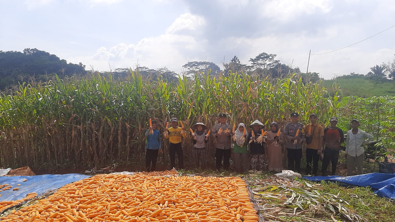 Ketahanan Pangan, Polsek Sukadana Polres Ciamis Ikut Panen Jagung Bersama Poktan Mekarmukti III