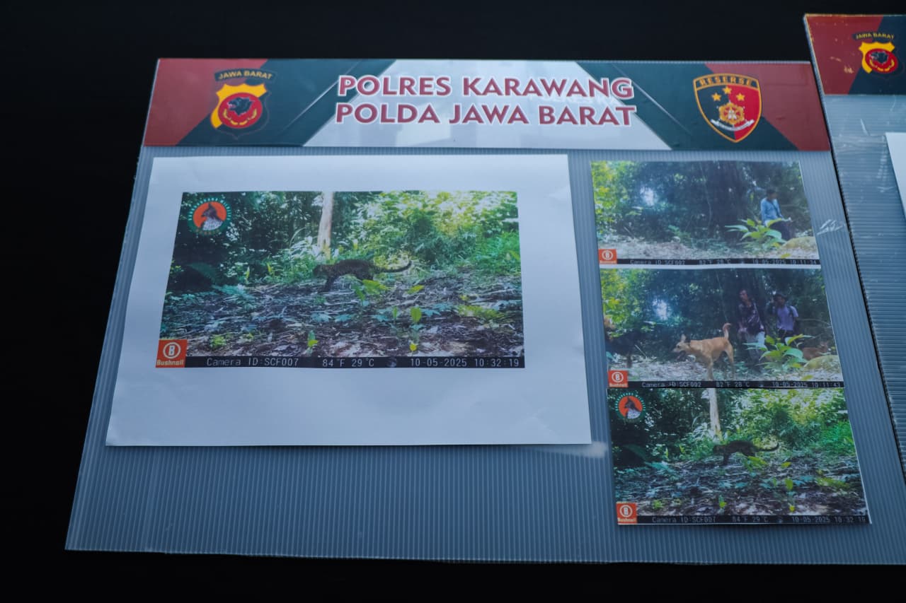 Polres Karawang Tangani Kasus Perburuan Macan Tutul Jawa di Gunung Sanggabuana Karawang