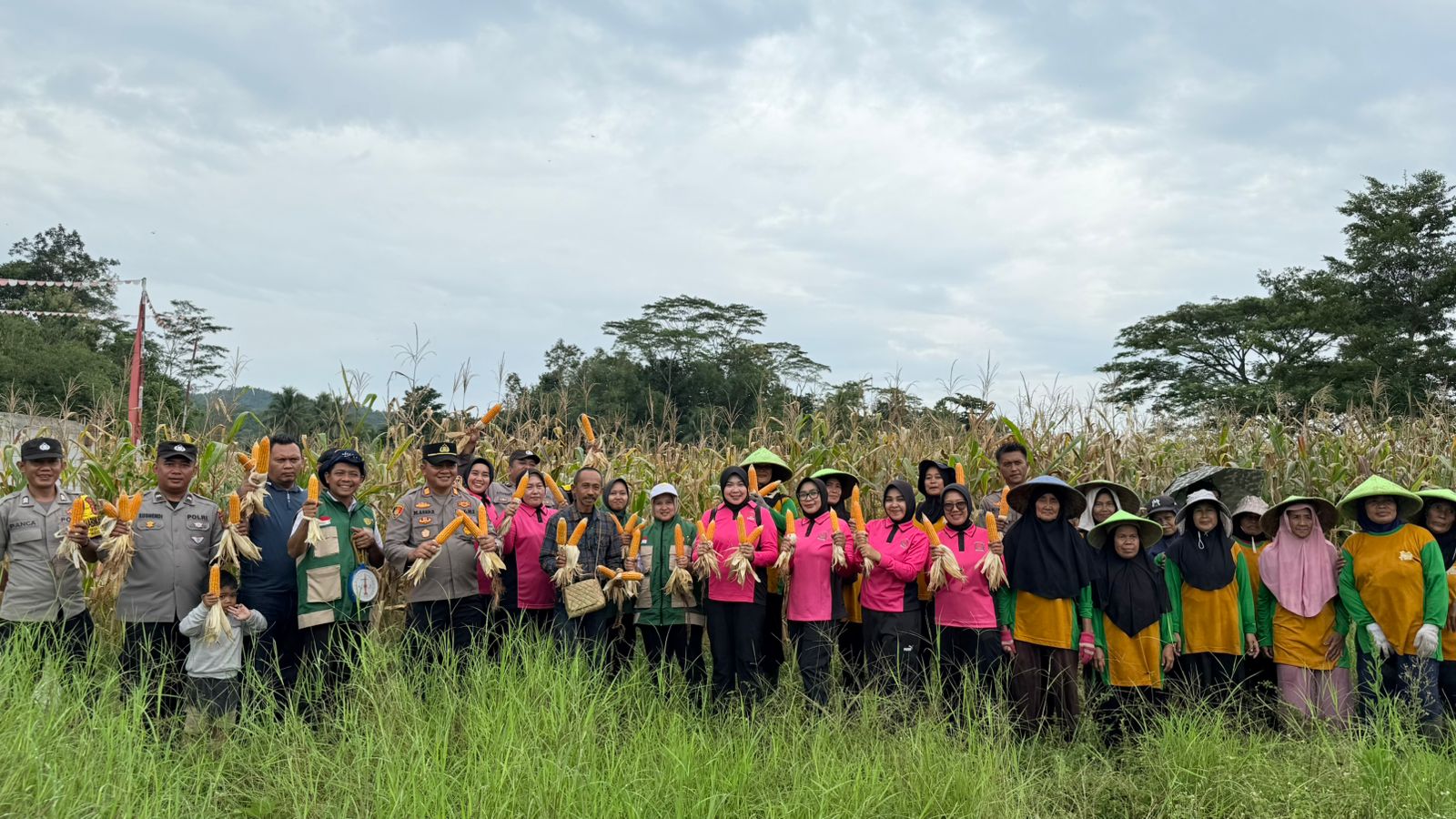Ketahanan Pangan, Kapolsek dan Bhayangkari Cisaga Ikut Bersama KWT Panen Jagung