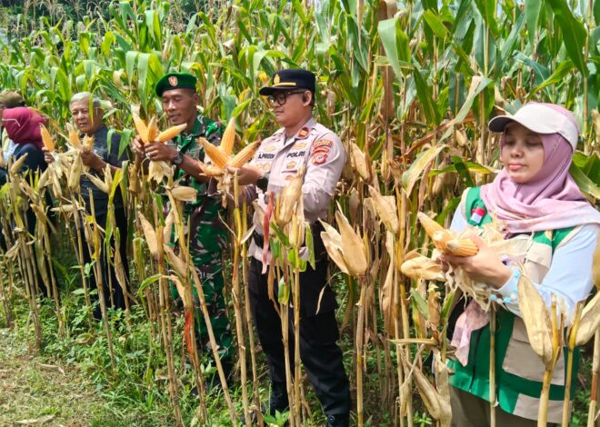 Ketahanan Pangan, Polsek Cihaurbeuri Ikut Bersama Poktan Sugih Mukti Satu Panen Raya Jagung