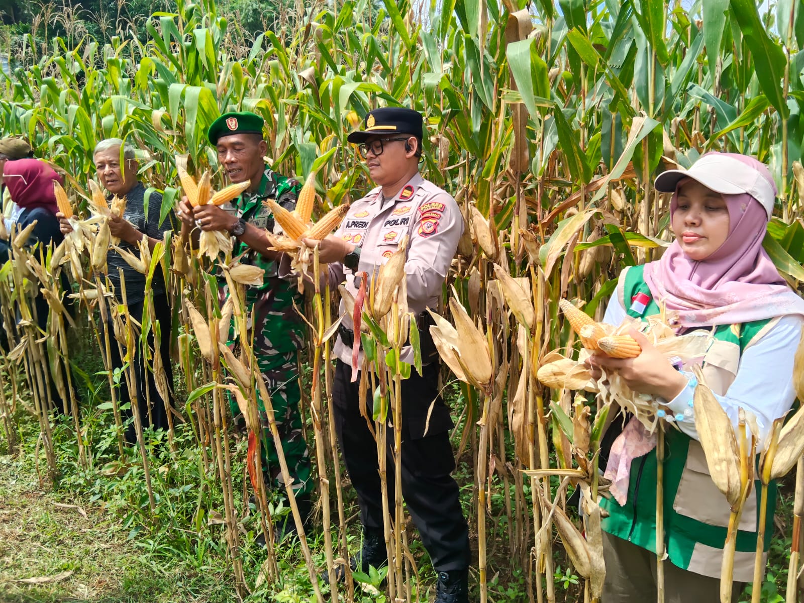 Ketahanan Pangan, Polsek Cihaurbeuri Ikut Bersama Poktan Sugih Mukti Satu Panen Raya Jagung