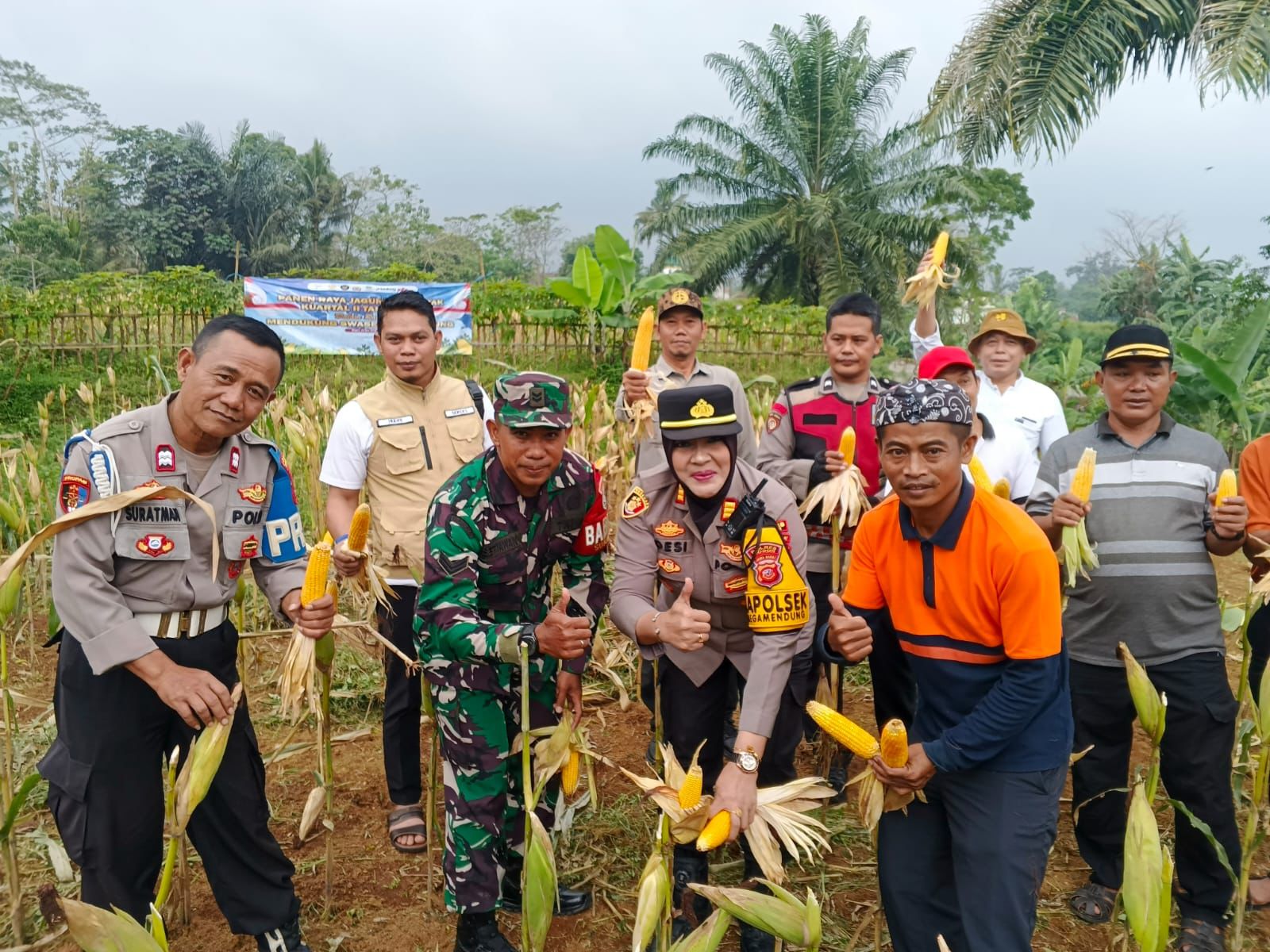 Giats Panen Raya Jagung Hibrida Serentak di Megamendung