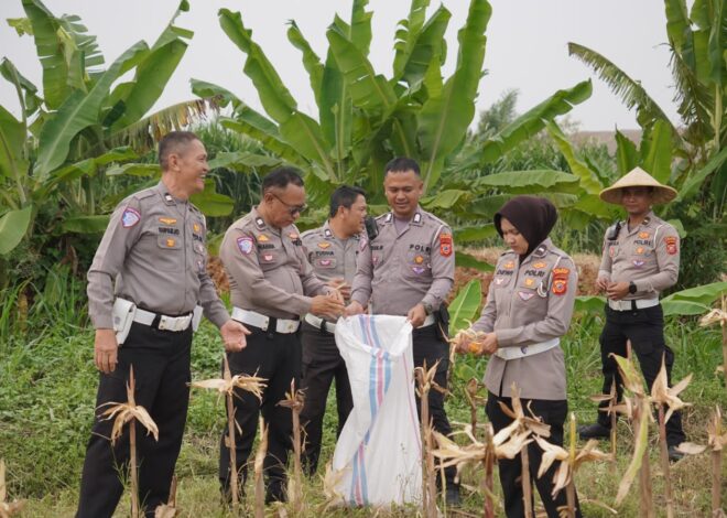 Polri Dukung Ketahanan Pangan Nasional, Satlantas Polres Karawang Ikuti Panen Raya Jagung Serentak Kuartal II