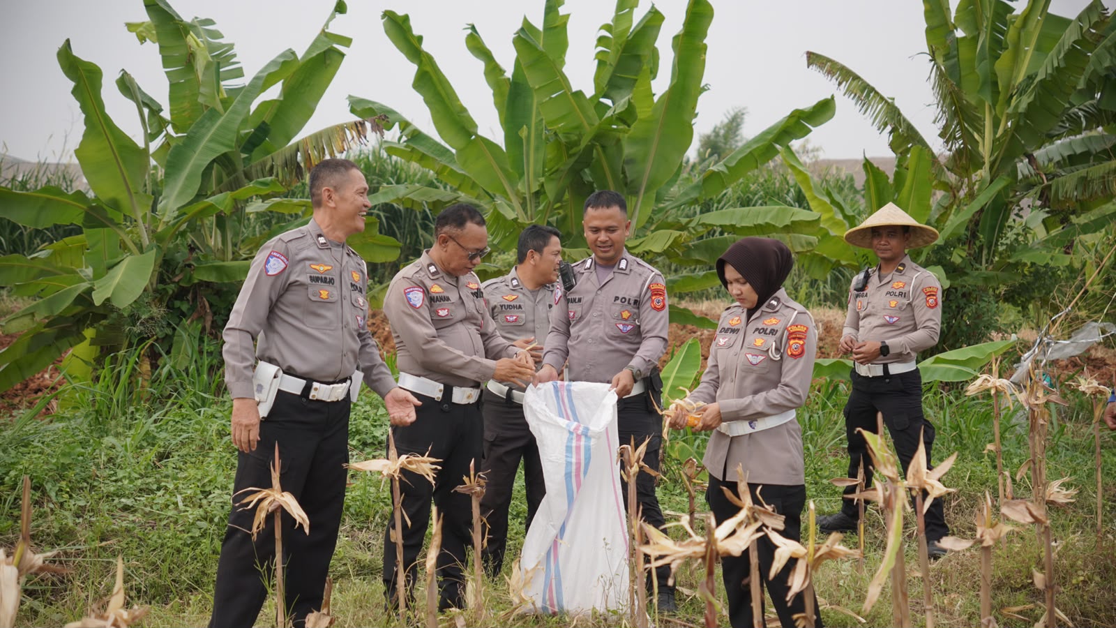 Polri Dukung Ketahanan Pangan Nasional, Satlantas Polres Karawang Ikuti Panen Raya Jagung Serentak Kuartal II