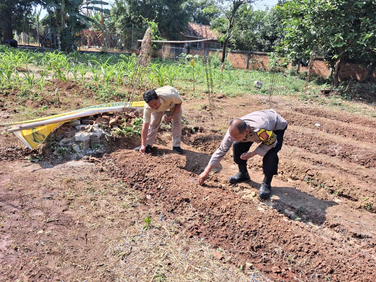 Polres Karawang Melalui Jajarannya Ikut Serta dalam Penanaman Jagung, Dukung Program Ketahanan Pangan Nasional
