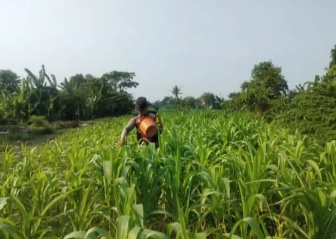 Dukung Ketahanan Pangan Nasional, Polsek Banyusari dan Kelompok Tani Gencar Monitoring Lahan Jagung