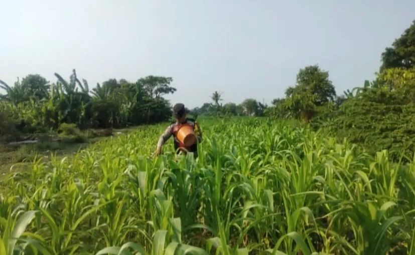 Dukung Ketahanan Pangan Nasional, Polsek Banyusari dan Kelompok Tani Gencar Monitoring Lahan Jagung
