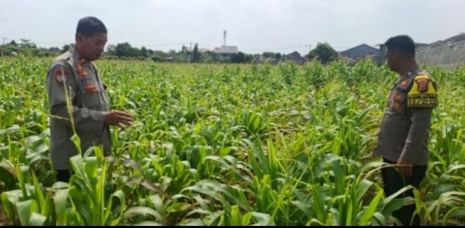 Cek Tanaman Jagung, Polsek Klari Fokus Dukung Swasembada Pangan Nasional ‎