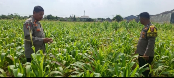 Cek Tanaman Jagung, Polsek Klari Fokus Dukung Swasembada Pangan Nasional ‎