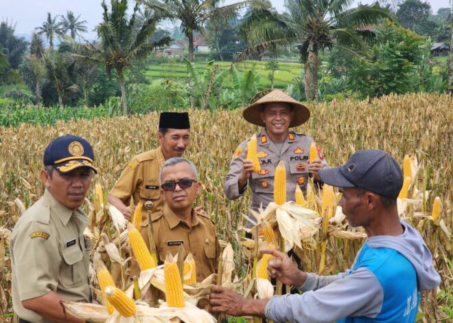 Polsek Panjalu Monitoring Panen Jagung di Desa Kertamandala, Dukung Program Swasembada Pangan Nasional