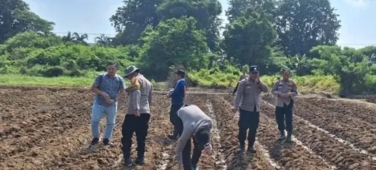 Satreskrim Polres Karawang Bersama Personil Polsek Telagasari Tanam Jagung Hibrida