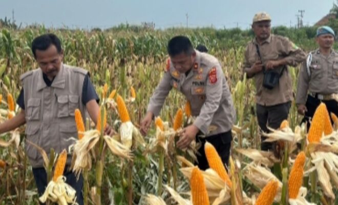 Kapolsek Klari, Danramil dan Camat Klari Fokus Dukung Program Swasembada Pangan Nasional 2026