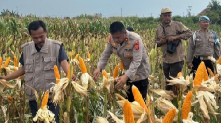 Kapolsek Klari, Danramil dan Camat Klari Fokus Dukung Program Swasembada Pangan Nasional 2026
