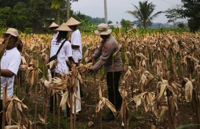 Dukung Swasembada Pangan Nasional, Satreskrim Polres Karawang Turun Langsung Pantau Lahan Jagung