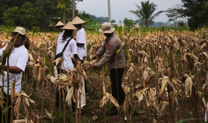 Dukung Swasembada Pangan Nasional, Satreskrim Polres Karawang Turun Langsung Pantau Lahan Jagung