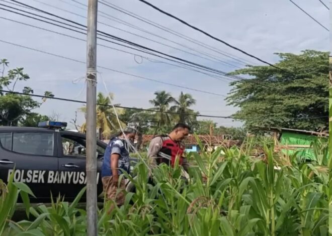Bhabinkamtibmas Polsek Banyusari Bersama Petani Monitoring Pertumbuhan Tanaman Jagung