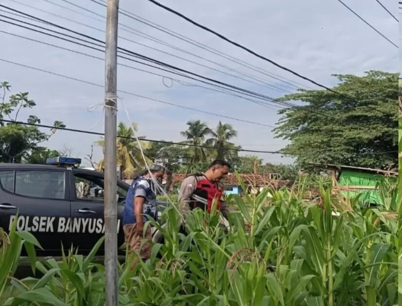 Bhabinkamtibmas Polsek Banyusari Bersama Petani Monitoring Pertumbuhan Tanaman Jagung