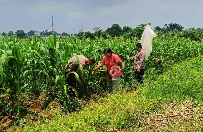 Bentuk Dukungan Polsek Klari Terhadap Program Swasembada Pangan Nasional, Personil Cek Pertumbuhan Tanaman Jagung