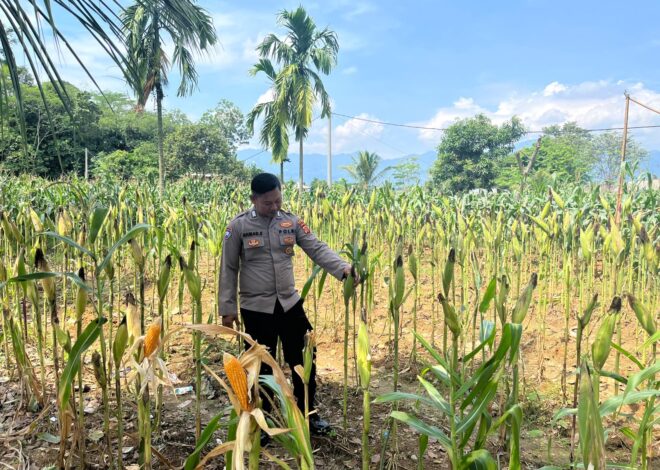 Dukung Program Ketahanan Pangan Daerah, Satlantas Polres Karawang Monitoring Lahan Jagung