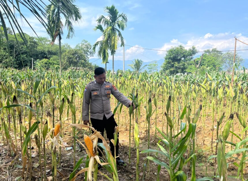 Dukung Program Ketahanan Pangan Daerah, Satlantas Polres Karawang Monitoring Lahan Jagung