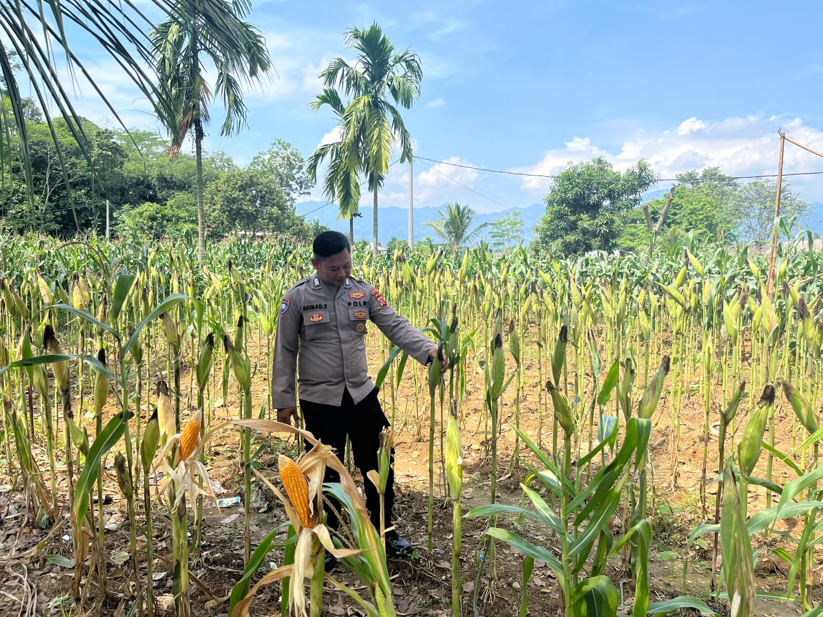 Dukung Program Ketahanan Pangan Daerah, Satlantas Polres Karawang Monitoring Lahan Jagung