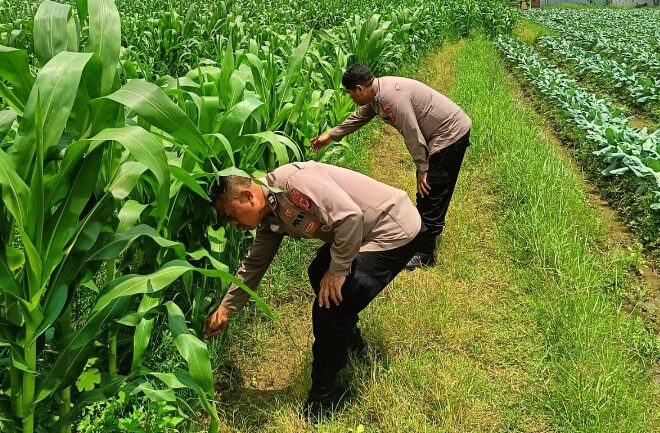 Kontribusi Nyata Polsek Klari Terhadap Peningkatan Serta Memperkuat Ketahanan Pangan