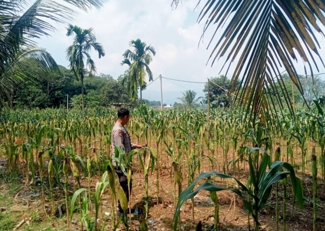 Satlantas Polres Karawang Cek Pertumbuhan Lahan Jagung Guna Pastikan Pangan Jagung Terjaga Baik