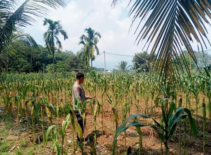 Satlantas Polres Karawang Cek Pertumbuhan Lahan Jagung Guna Pastikan Pangan Jagung Terjaga Baik