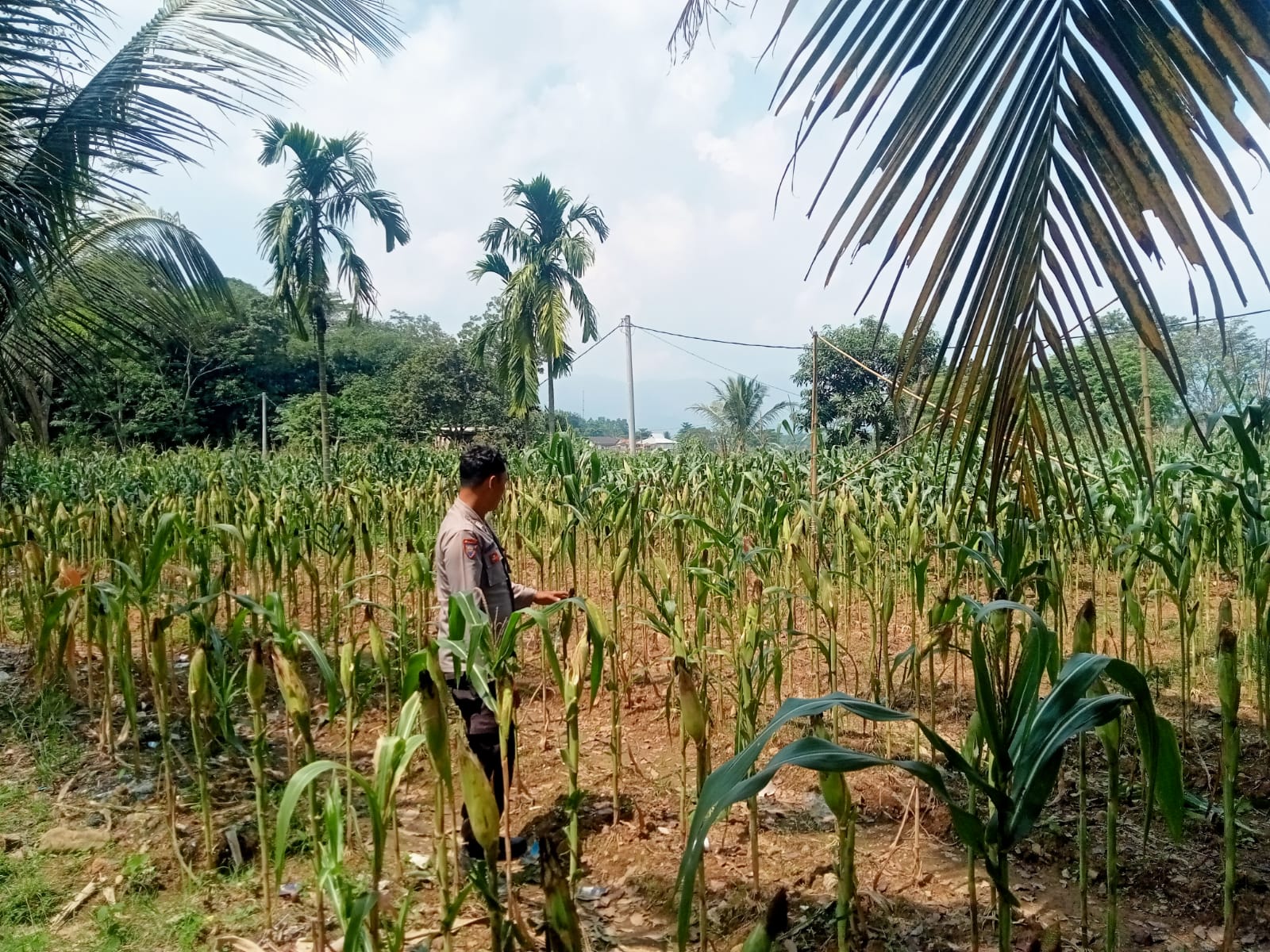 Satlantas Polres Karawang Cek Pertumbuhan Lahan Jagung Guna Pastikan Pangan Jagung Terjaga Baik