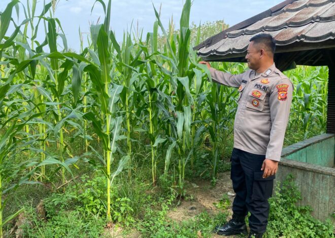 Swasembada Pangan Daerah! Polsek Pangkalan Laksanakan Pengecekan Tumbuhan Jagung di Desa Jatilaksana