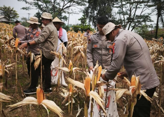 Pastikan Tumbuh Dengan Baik, Satreskrim Polres Karawang Bersama Petani Cek Pertumbuhan Tanaman Jagung
