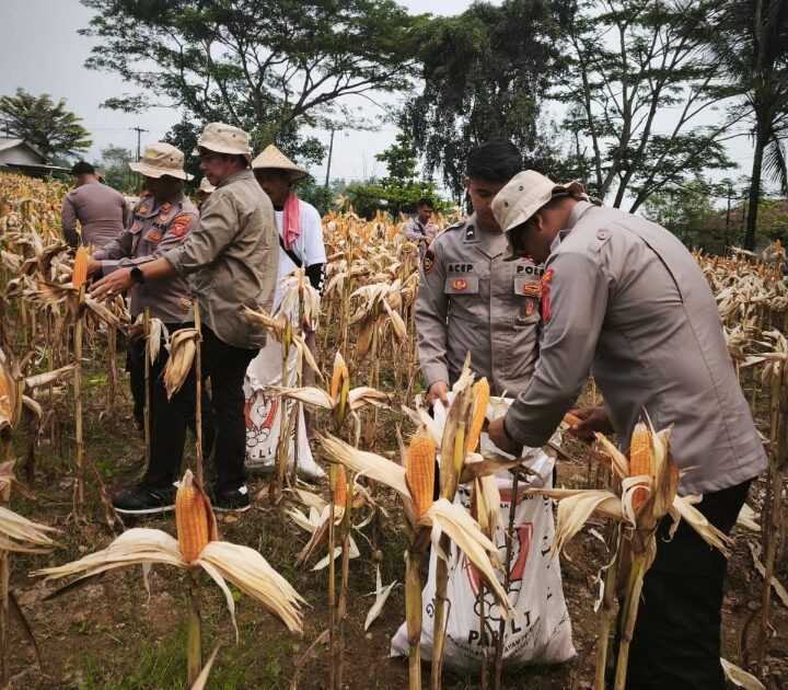 Pastikan Tumbuh Dengan Baik, Satreskrim Polres Karawang Bersama Petani Cek Pertumbuhan Tanaman Jagung