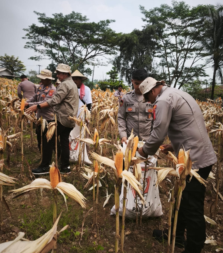Pastikan Tumbuh Dengan Baik, Satreskrim Polres Karawang Bersama Petani Cek Pertumbuhan Tanaman Jagung