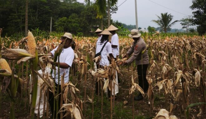 Sinergi Satreskrim Polres Karawang dan masyarakat, Dukung Program Pemerintah Ketahanan Pangan