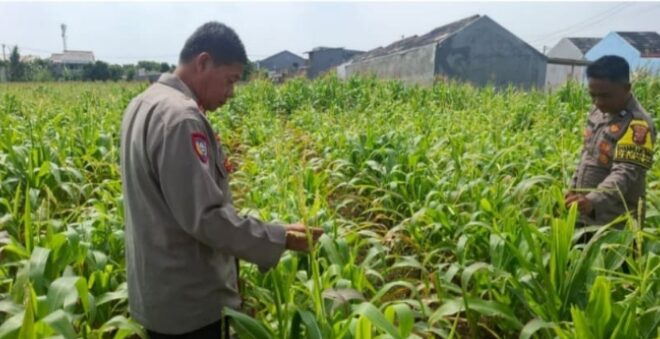 Tinjau Tanaman Jagung, Bukti Polsek Klari Fokus Dukung Program Swasembada Pangan Nadional
