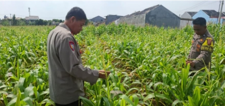 Tinjau Tanaman Jagung, Bukti Polsek Klari Fokus Dukung Program Swasembada Pangan Nadional