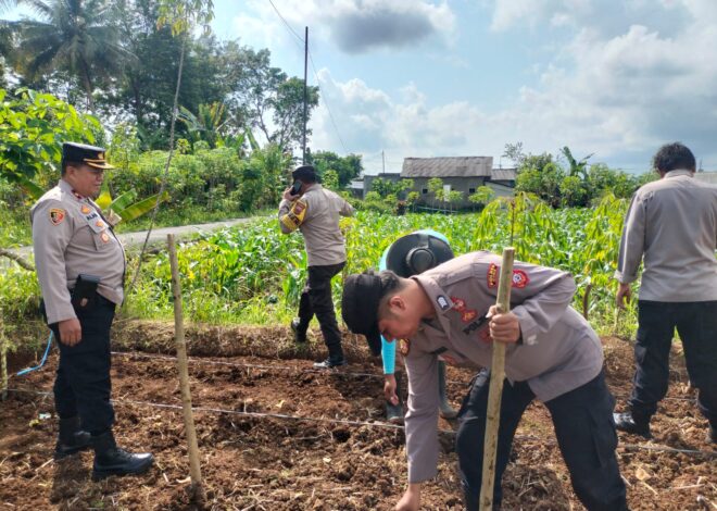 Polsek Ciamis Dukung Swasembada Pangan Melalui Penanaman Jagung Serentak