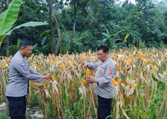 Bentuk Dukungan Polri Terhadap Program Pemerintah, Polsek Telukjambe Barat Cek Kondisi Pertumbuhan Jagung