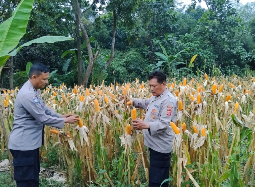 Bentuk Dukungan Polri Terhadap Program Pemerintah, Polsek Telukjambe Barat Cek Kondisi Pertumbuhan Jagung