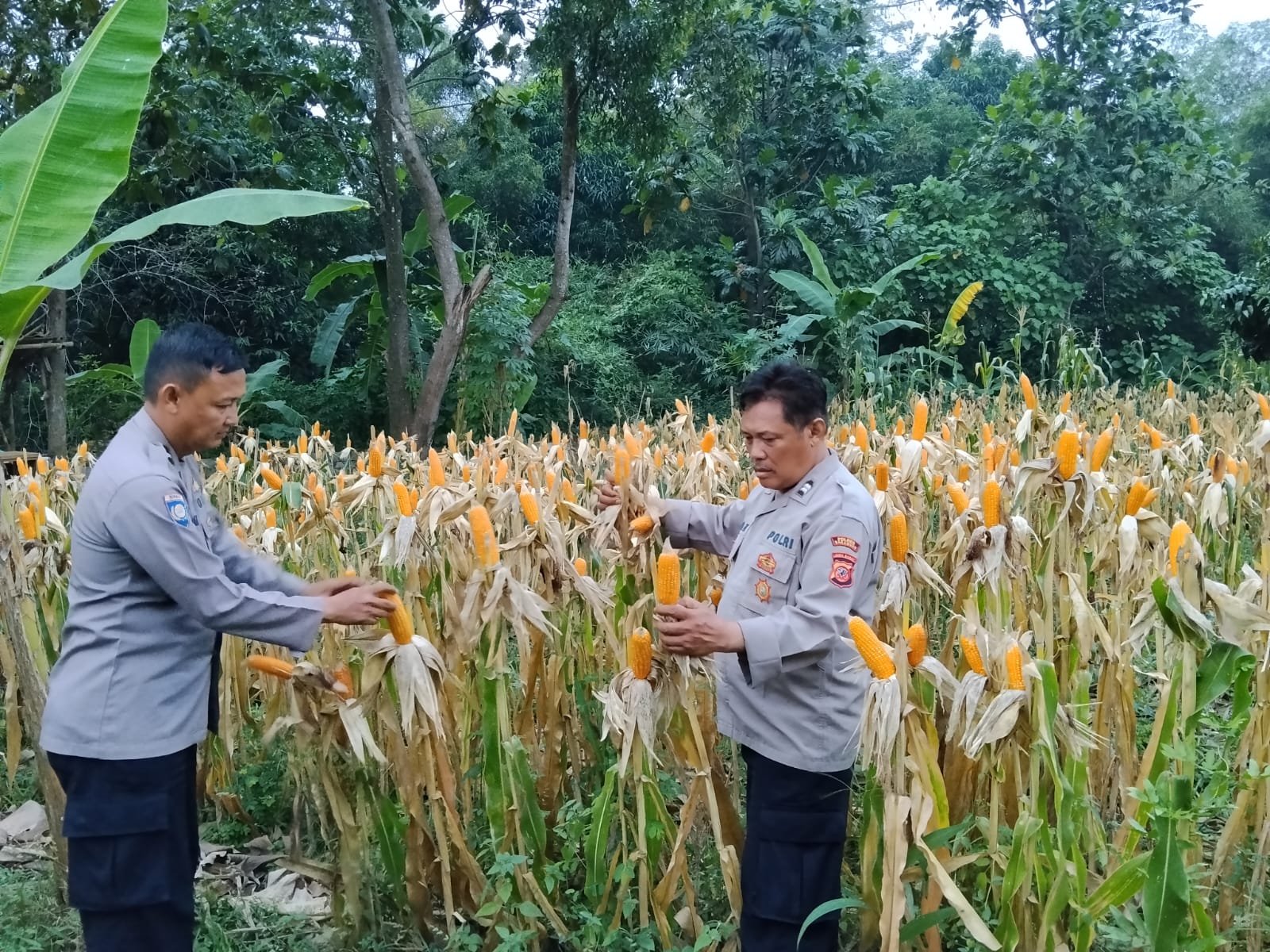 Bentuk Dukungan Polri Terhadap Program Pemerintah, Polsek Telukjambe Barat Cek Kondisi Pertumbuhan Jagung