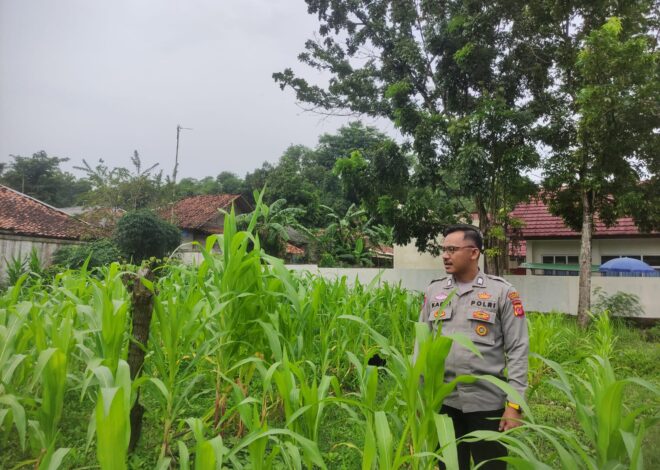 Satlantas Polres Karawang Rutin Monitoring Pertumbuhan Tanaman Jagung demi Program Ketahanan Pangan