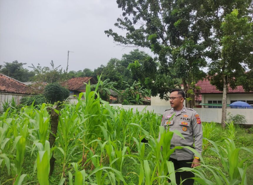 Satlantas Polres Karawang Rutin Monitoring Pertumbuhan Tanaman Jagung demi Program Ketahanan Pangan