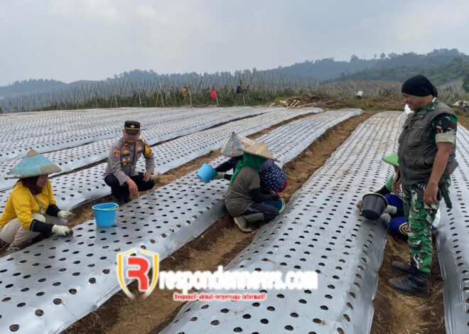 Polsek Gegerbitung Dampingi Petani, Kebun Bawang Putih di Desa Sukamanah Tumbuh Subur