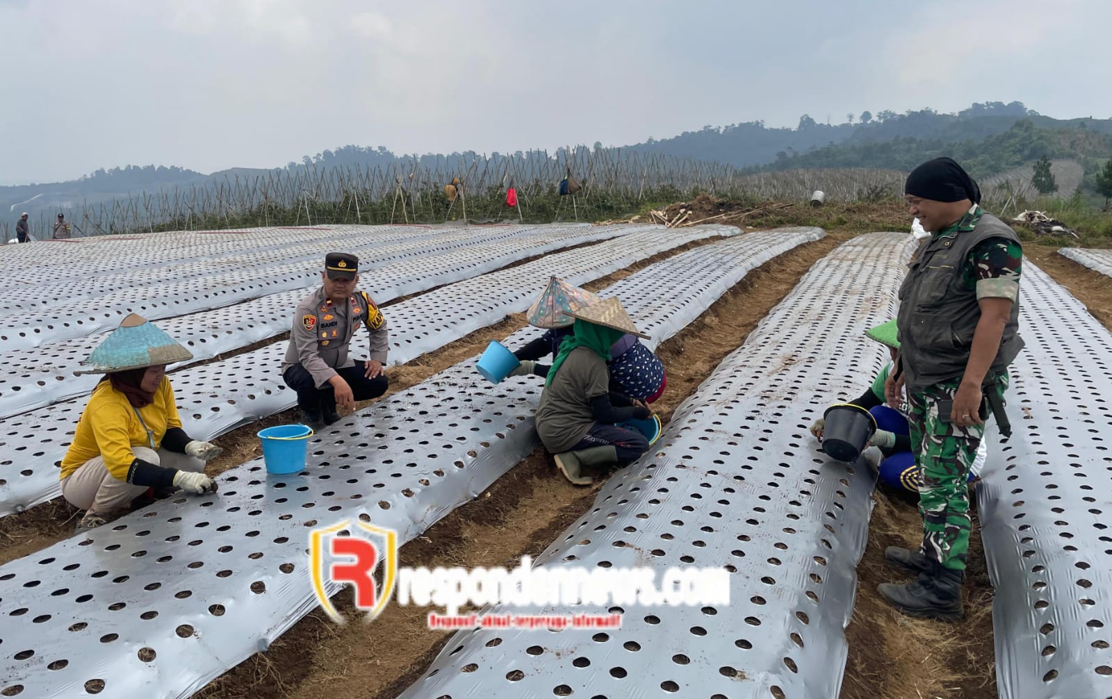 Polsek Gegerbitung Dampingi Petani, Kebun Bawang Putih di Desa Sukamanah Tumbuh Subur